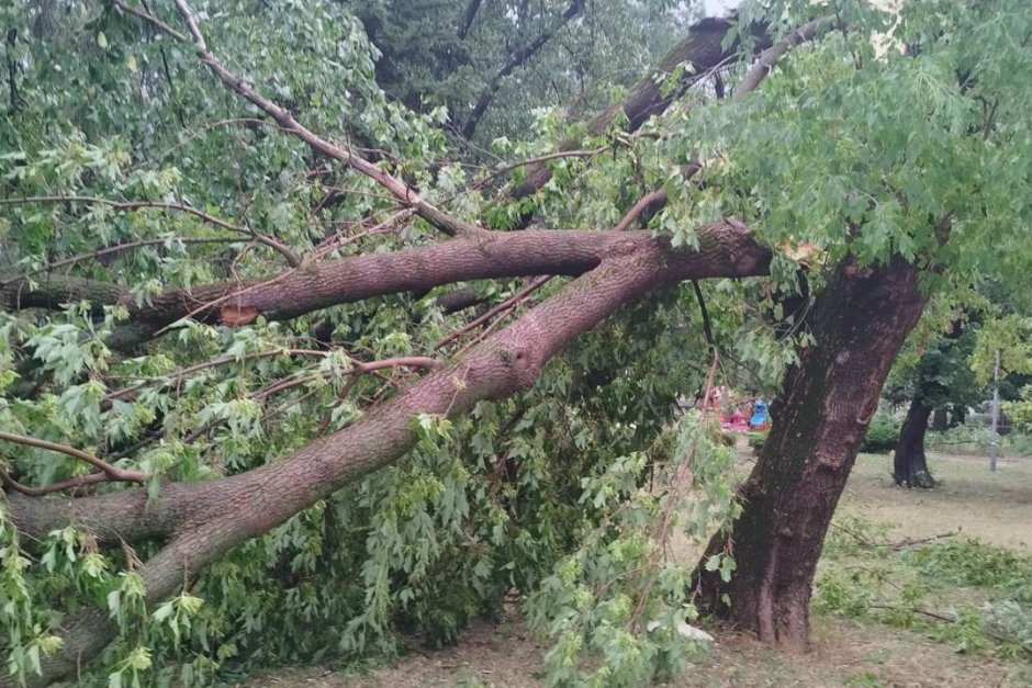 Десетки дървета изкорени ураганния вятър в Търговище Сн.БГНЕС
