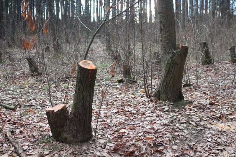 Тройно повече дърва за огрев да се секат предлагат депутати от ДПС Сн. БГНЕС