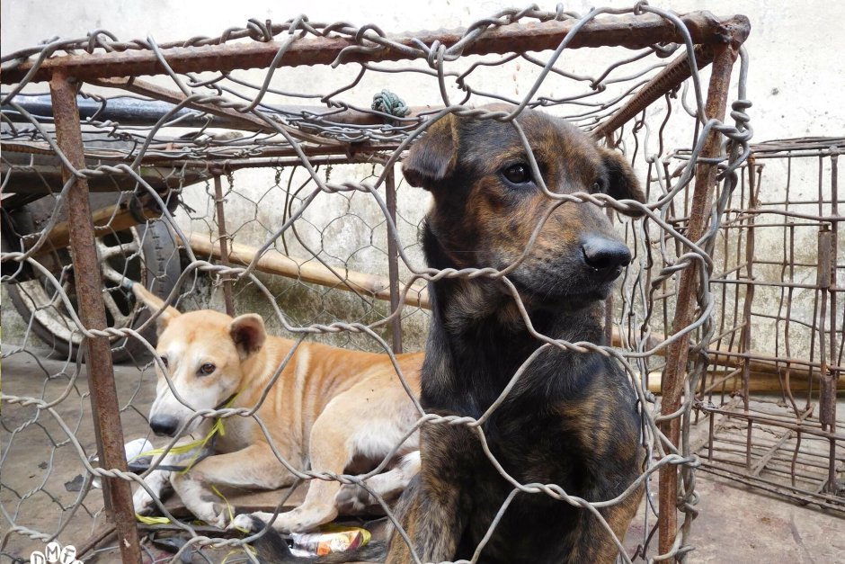 Индонезийският град слага край на бруталната търговия с кучешко и котешко месо