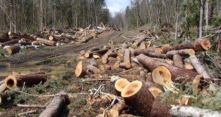 Общественици призоваха депутатите да не приемат промените за повече сеч в горите