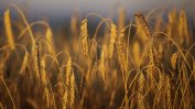 Оттеглянето на Русия от "зърнената сделка" вдига борсовите цени на пшеницата