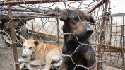 Индонезийски град забрани продажба на кучешко и котешко месо