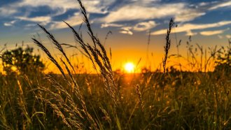 Пшеницата поскъпва по световните пазари