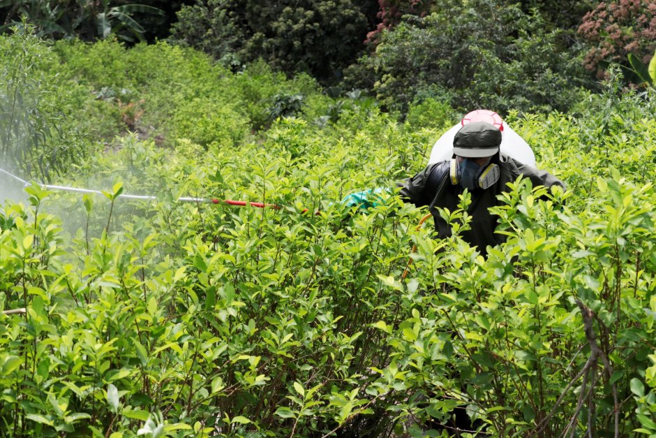 Отглеждането на кока в Колумбия е достигнало рекордно високи нива