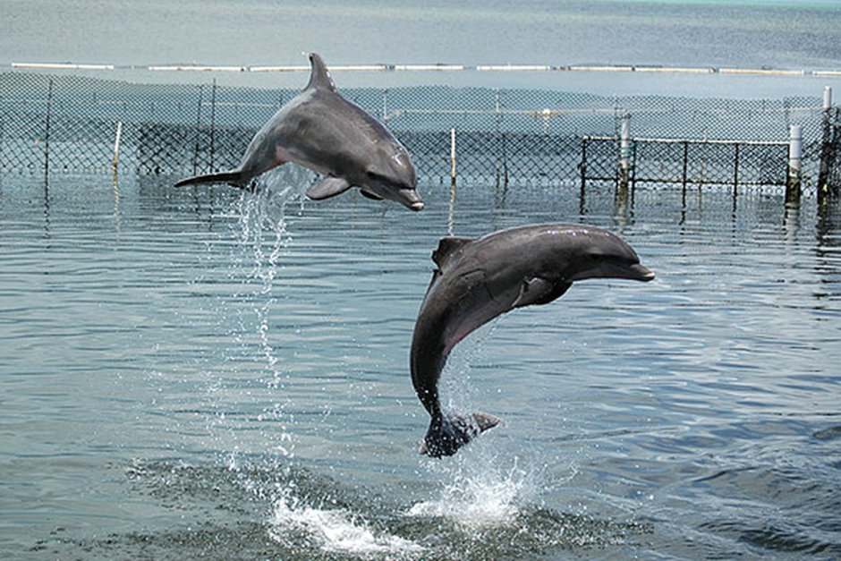 Бойни делфини защитават руския Черноморски флот от украински атаки
