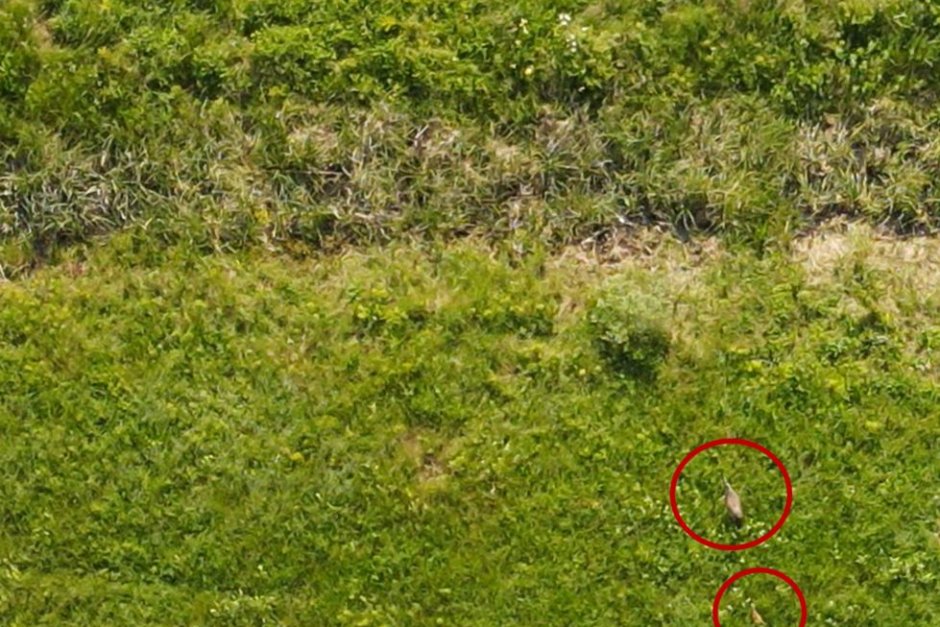 Сивият жерав се завърна като гнездящ вид в България
