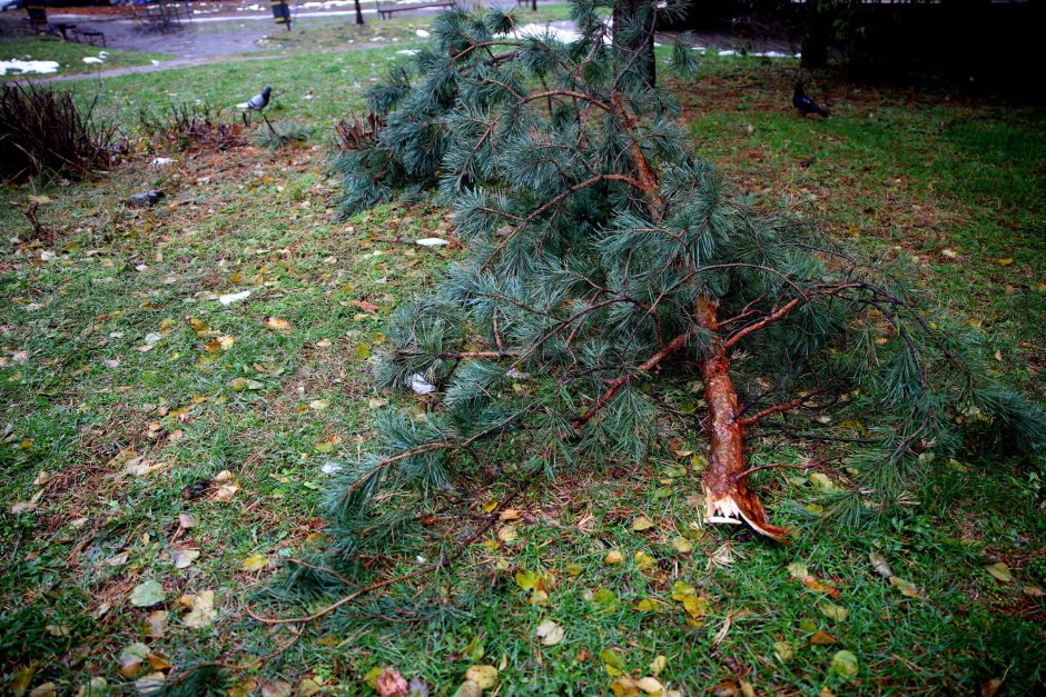 Официалните сигнали за паднали дървета и клони след снега в София надхвърлят 2350. СН. БГНЕС