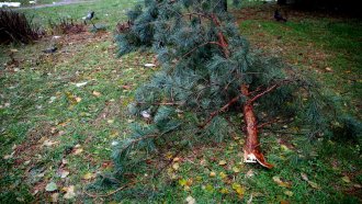 Сигналите за паднали дървета в София след снега - колкото за 4 години