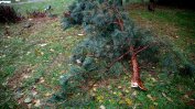 Сигналите за паднали дървета в София след снега - колкото за 4 години