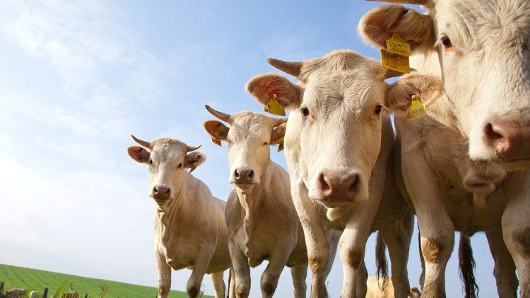 Френски закон защитава правото на кравите да мучат в селските райони