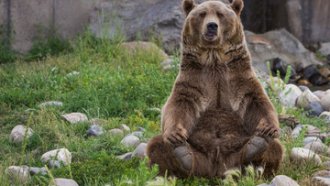 Агроведомството разреши разстрел на кафява мечка в Смолянско