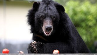 Скиор е бил нападнат от мечка в Северна Македония
