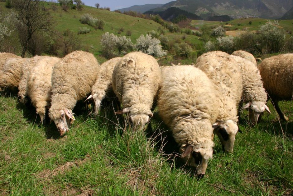 Българските европрокурори се похвалиха, че овцевъд може да бъде глобен с 5 хил. лв.