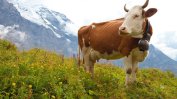 Шотландия съобщава за случай на "луда крава"
