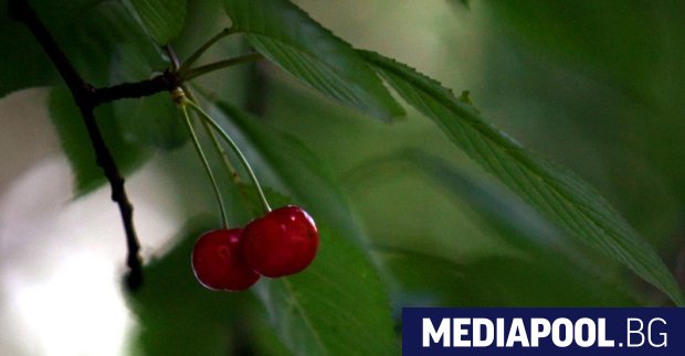 Първите череши за тази година у нас узряха и вече