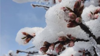 Череши, кайсии и праскови ще има, но внос и на високи цени