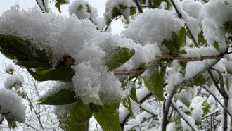 Овошките измръзнаха, държавата готви извънредна помощ