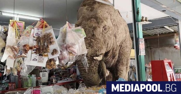 Див слон предизвика хаос в магазин за хранителни стоки в