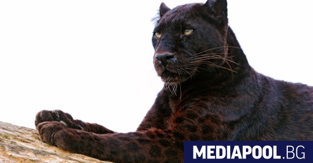 Властите на румънския град Гюргево полиция и жандармеристи разследват два