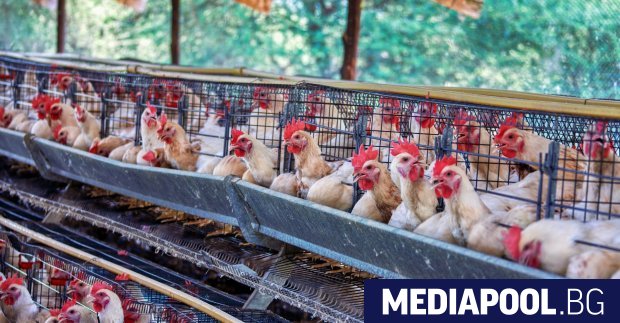 След видео с шокиращи кадри от птицеферма в България изпратени