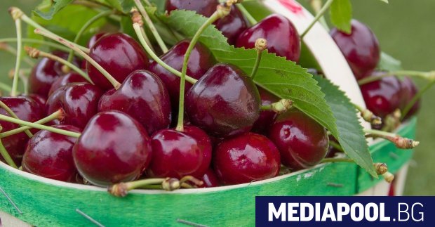 Прочутата кюстендилска череша станала символ за качество и отличен вкус