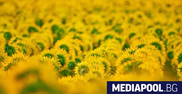 Европейската комисия предприема стъпки да позволи на държавите членки да