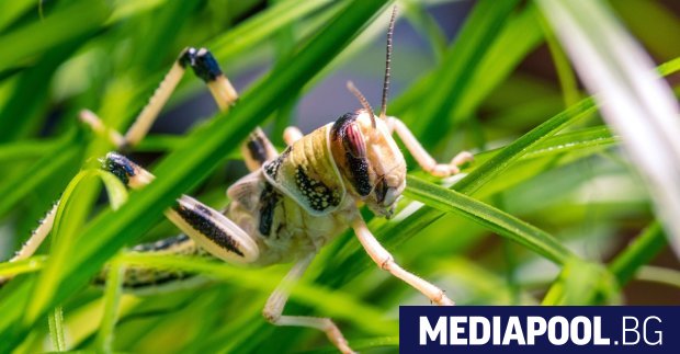 Масово нашествие от скакалци заплашва слънчогледа и други култури в