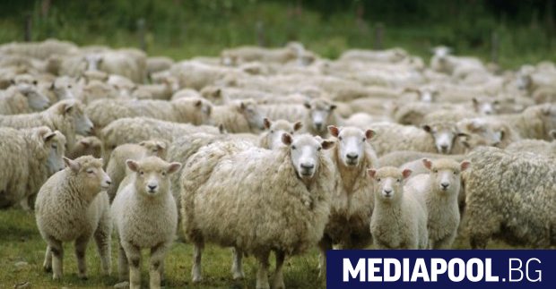 Ситуацията със синия език в кюстендилското Ново село където бяха