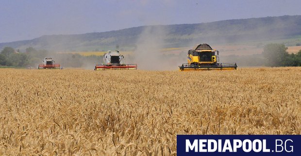 Рекордни са добивите от пшеница през тази година но фермерите