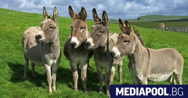 В подножието на Стара планина в сливенското село Селиминово се