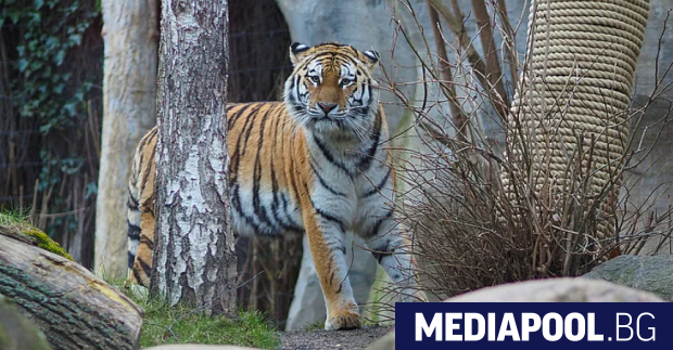 Зоопаркът в Лайпциг Източна Германия е бил принуден да евтаназира