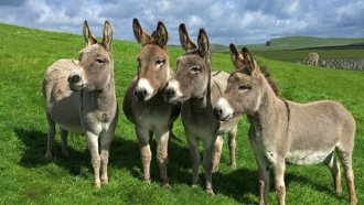 Магарешки кашкавал и други истории