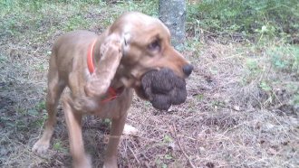 От "лов" на трюфели до култивирането им и цялостен бизнес