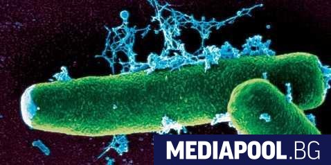 Ветеринарните власти са потвърдили случай на антракс в село Славяново