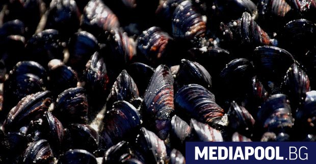 Подводни претърсвания наредени неотдавна от офиса на Европейската прокуратура в