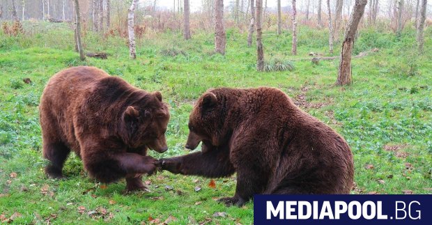 В последните месеци зачестяват случаите на мечки слезли в населените