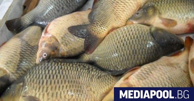 Годишният билет за любителски риболов ще поскъпне със 100 през