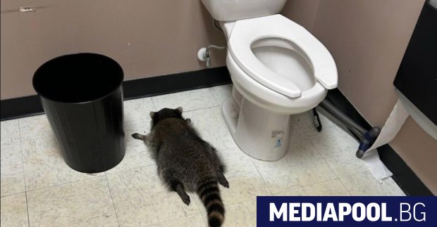 Енот с любов към алкохола се превърна в главен герой