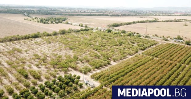 Вредителят черна златка нанася масови щети върху плодни градини върху