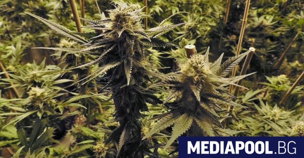 Акциите на компании свързани с производството на канабис рязко поскъпнаха