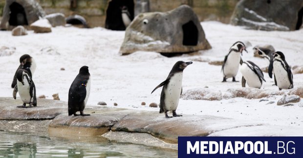 Западна Европа се подготвя за още снеговалежи и поледици след