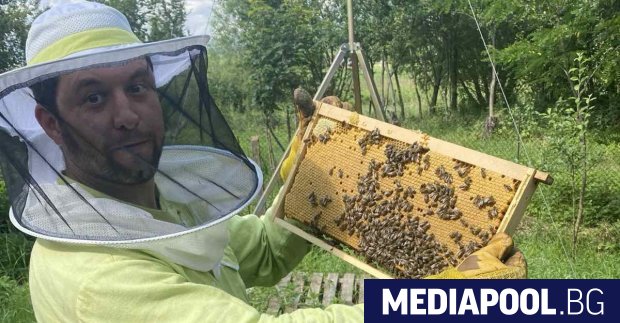 Необичайно висока смъртност при пчелите отчитат родните пчелари в последните