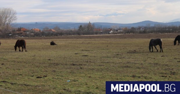 Собственик на коне ще бъде съден заради тежка катастрофа със