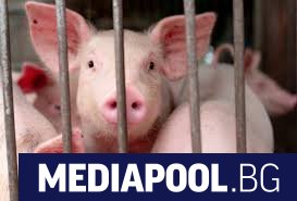 Африканската чума по свинете АЧС която нееднократно показа че е