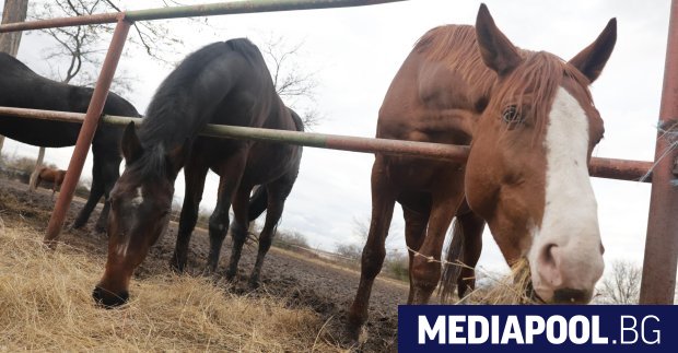 Седем животни са изгорели при пожар в конната база Фанагория