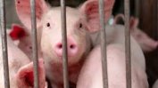 Чумата по свинете пак се завръща в Европа