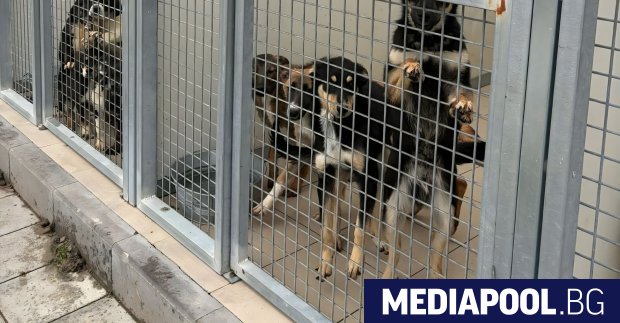 Около 1000 кучета живеят в най големия общински приют за