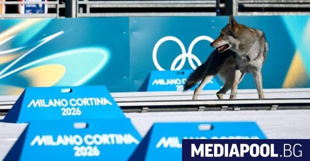 Вълк стана голямата атракция по време на квалификациите при отборното