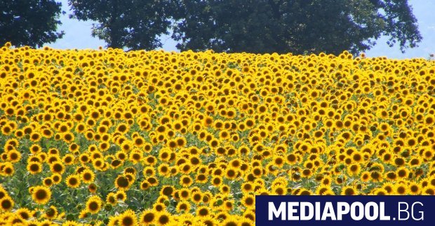Над 121 557 тона от внесения в България аржентински слънчоглед
