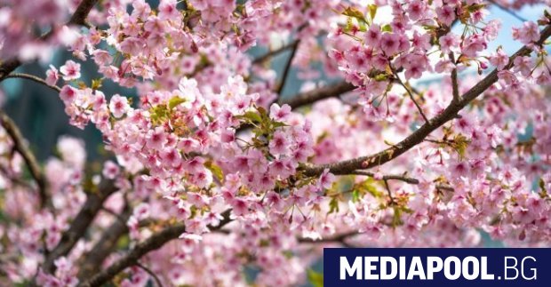 За втора поредна година слани погубиха черешите в района на